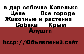 в дар собачка Капелька › Цена ­ 1 - Все города Животные и растения » Собаки   . Крым,Алушта